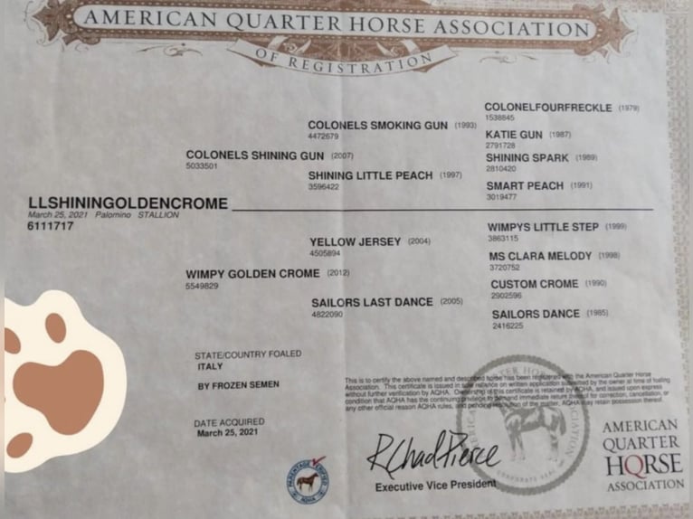 American Paint Horse Stute Fohlen (05/2026) Buckskin in Mala Mlaka
