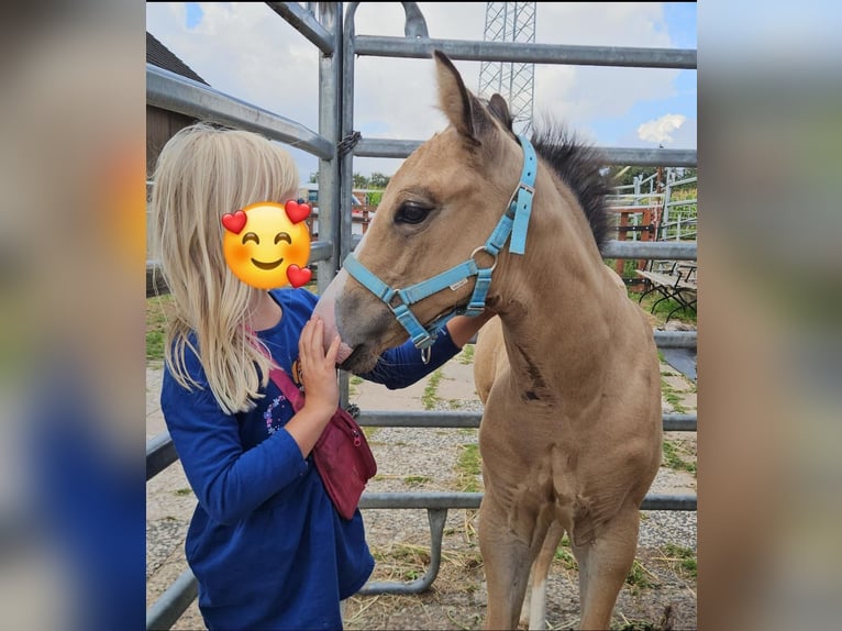 American Paint Horse Stute Fohlen (08/2026) Buckskin in Herford