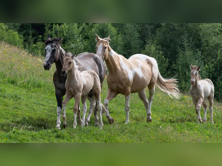 American Paint Horse Stute Fohlen (05/2026) Champagne in Sulzau