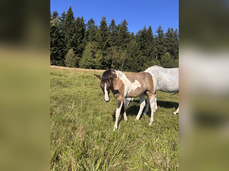 American Paint Horse Stute Fohlen (03/2026) Overo-alle-Farben in Elterlein