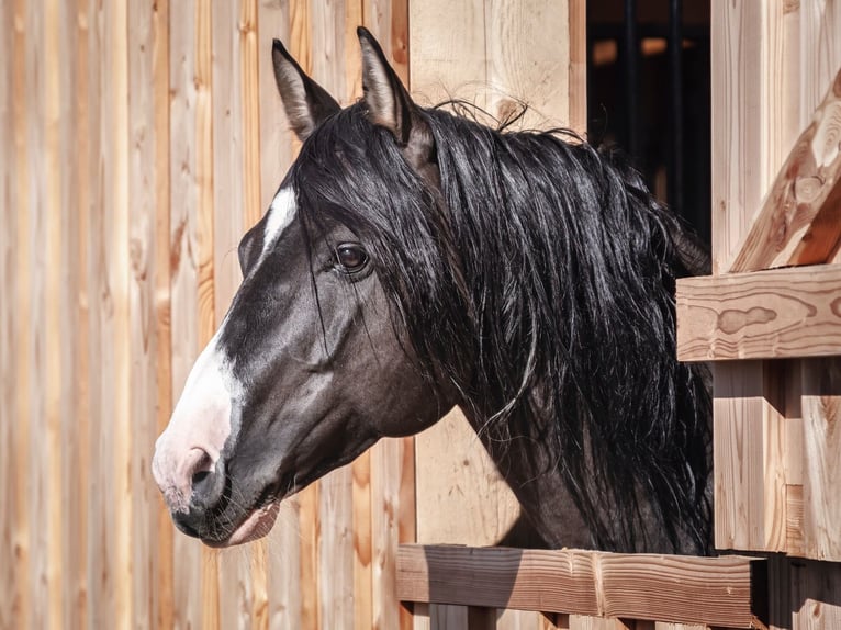 American Paint Horse Stute Fohlen (03/2026) Overo-alle-Farben in Elterlein