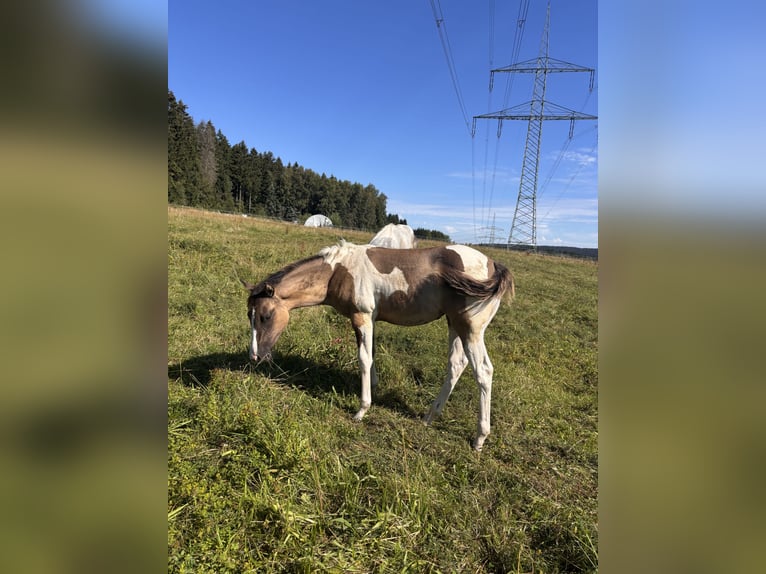 American Paint Horse Stute Fohlen (03/2026) Overo-alle-Farben in Elterlein