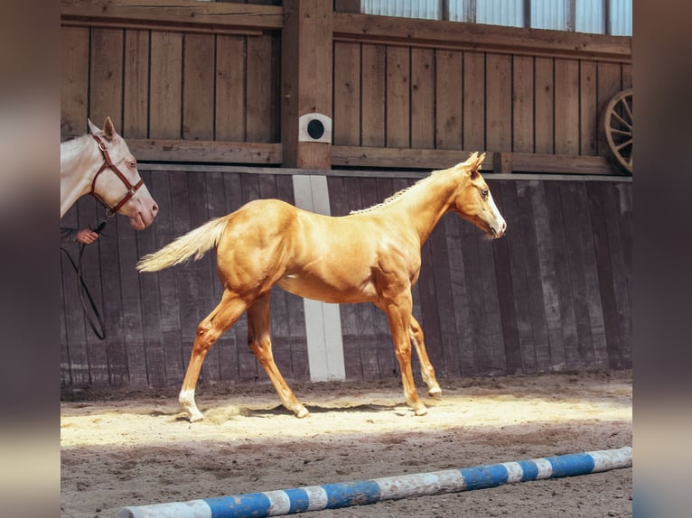 American Paint Horse Stute Fohlen (03/2025) Palomino in Haldenwang