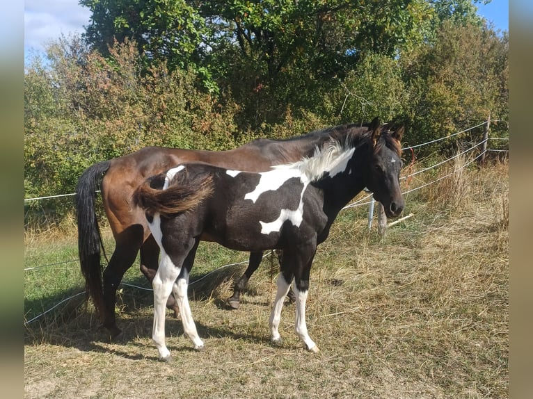 American Paint Horse Stute Fohlen (05/2026) Tobiano-alle-Farben in Senscheid