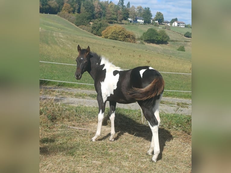 American Paint Horse Stute Fohlen (05/2026) Tobiano-alle-Farben in Senscheid