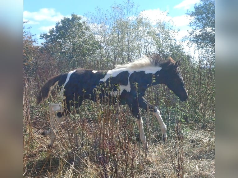 American Paint Horse Stute Fohlen (05/2026) Tobiano-alle-Farben in Senscheid