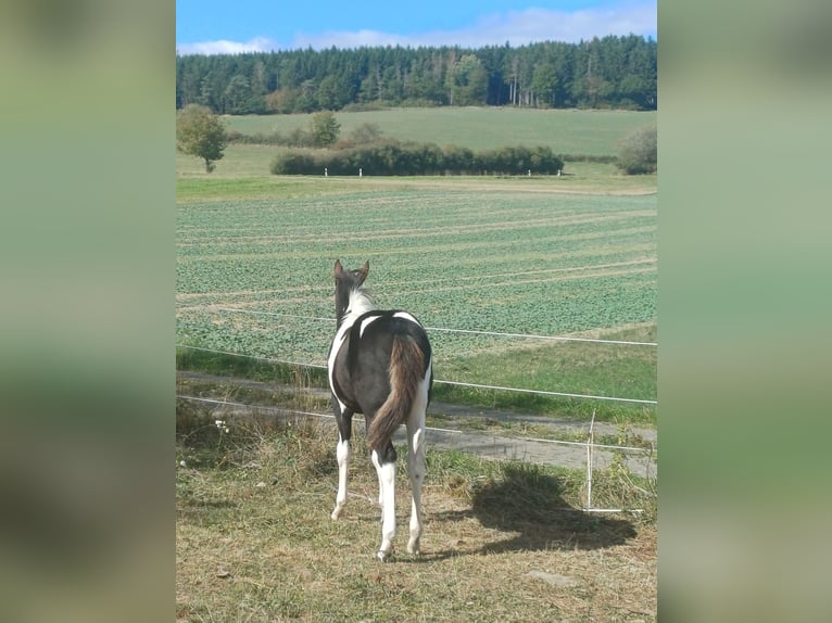 American Paint Horse Stute Fohlen (05/2026) Tobiano-alle-Farben in Senscheid