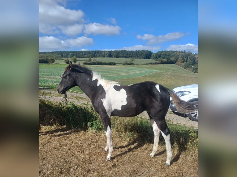 American Paint Horse Stute Fohlen (05/2026) Tobiano-alle-Farben in Senscheid