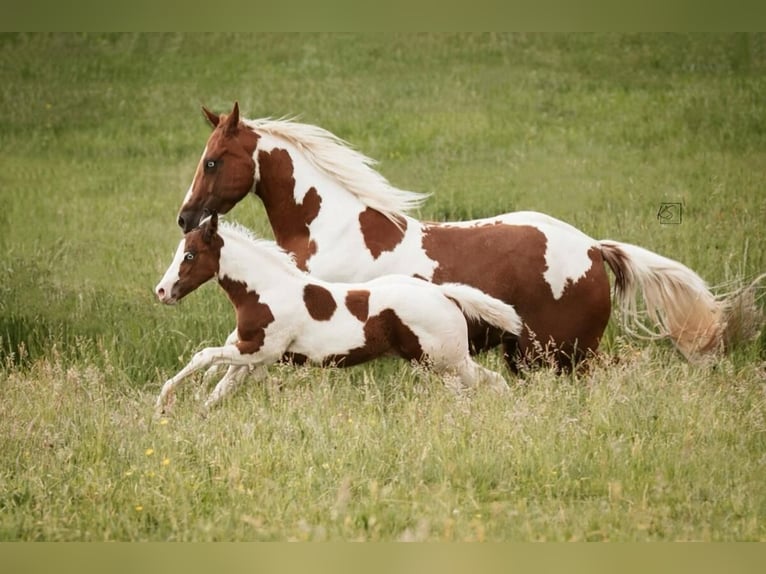 American Paint Horse Stute Fohlen (03/2026) Tovero-alle-Farben in Königsfeld im Schwarzwald