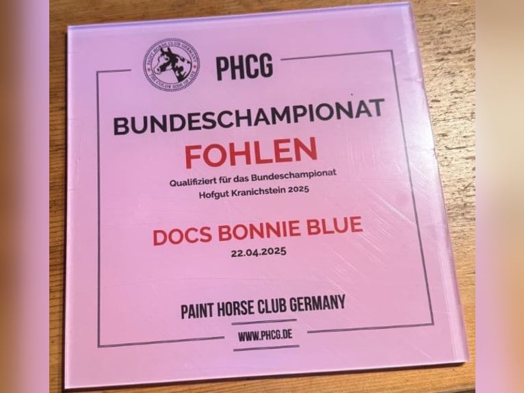 American Paint Horse Stute Fohlen (04/2025) in Ratekau