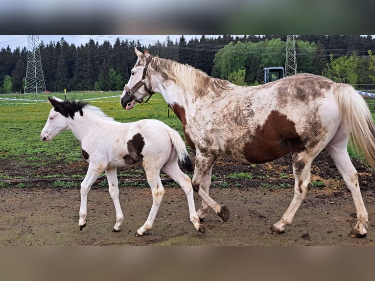 American Paint Horse Stute Fohlen (03/2026)  in Elterlein