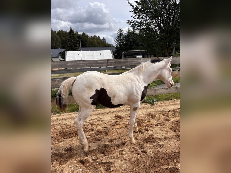 American Paint Horse Stute Fohlen (03/2026)  in Elterlein