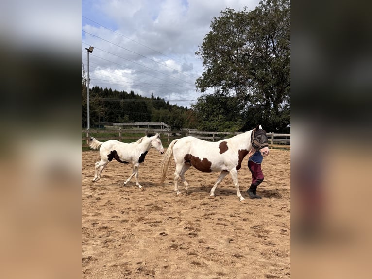 American Paint Horse Stute Fohlen (03/2026)  in Elterlein