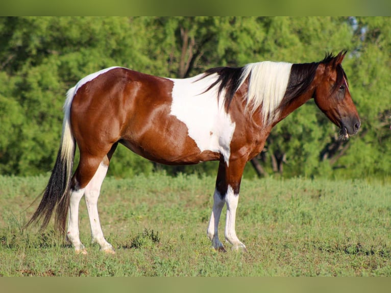American Paint Horse Wałach 10 lat 137 cm Tobiano wszelkich maści in Stephenville TX