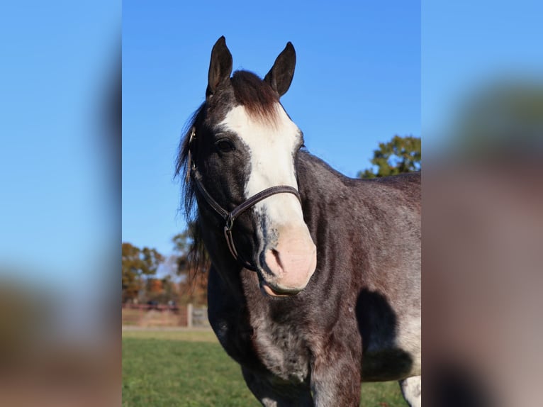 American Paint Horse Wałach 10 lat 145 cm Karodereszowata in Howell