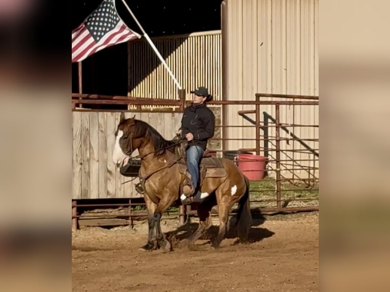 American Paint Horse Wałach 10 lat 147 cm Bułana in Dennis