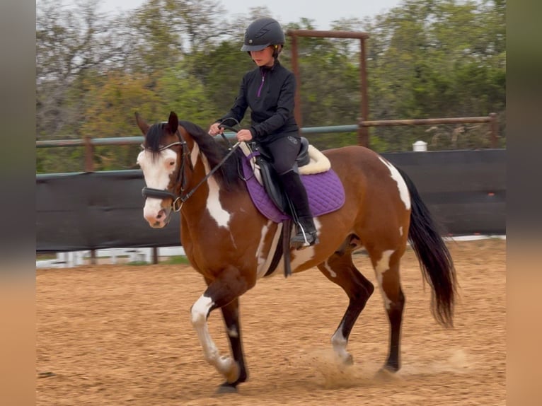 American Paint Horse Wałach 10 lat 147 cm Gniada in Weatherford
