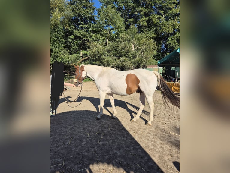 American Paint Horse Wałach 10 lat 152 cm Tobiano wszelkich maści in Eschau