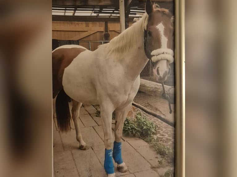 American Paint Horse Wałach 10 lat 152 cm Tobiano wszelkich maści in Eschau