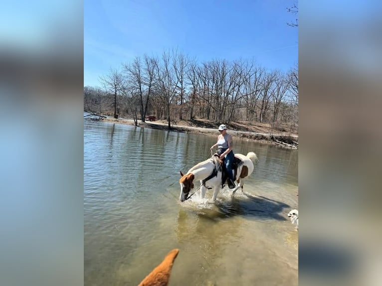 American Paint Horse Wałach 10 lat 157 cm Tobiano wszelkich maści in Princeton