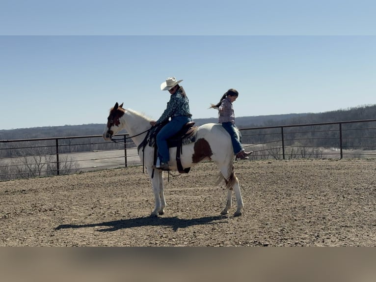 American Paint Horse Wałach 10 lat 157 cm Tobiano wszelkich maści in Princeton