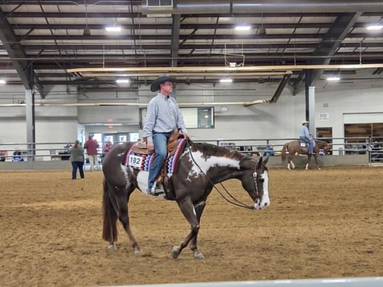American Paint Horse Wałach 10 lat 163 cm Ciemnokasztanowata in Mechanicsville