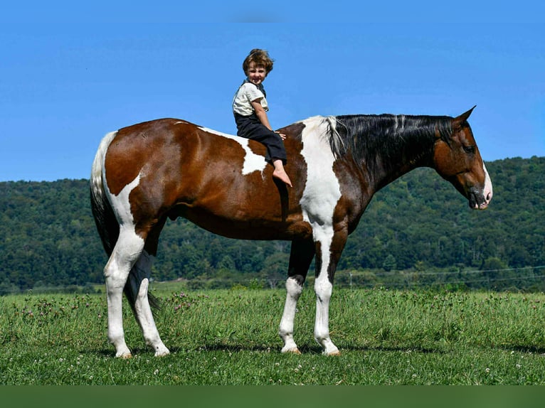 American Paint Horse Wałach 10 lat 163 cm Srokata in Rebersburg