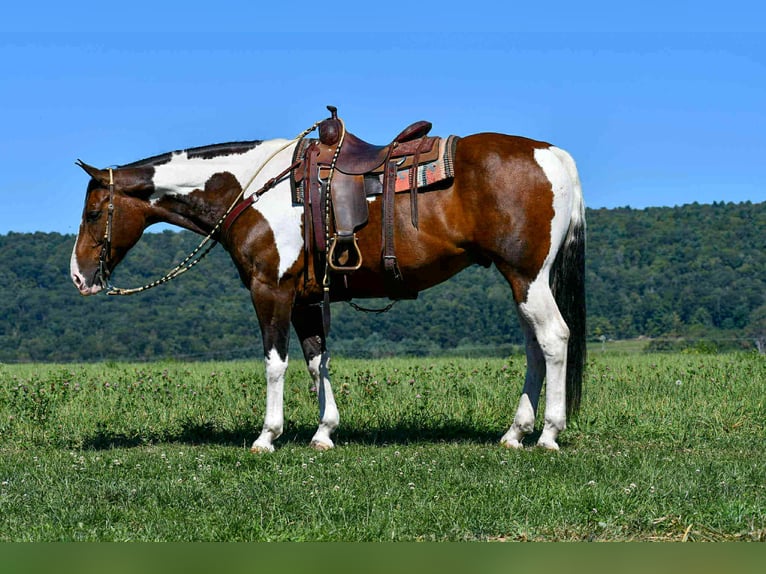 American Paint Horse Wałach 10 lat 163 cm Srokata in Rebersburg