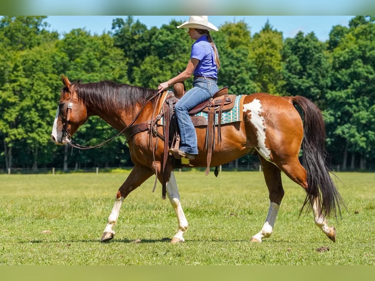 American Paint Horse Wałach 10 lat Srokata in Clarion