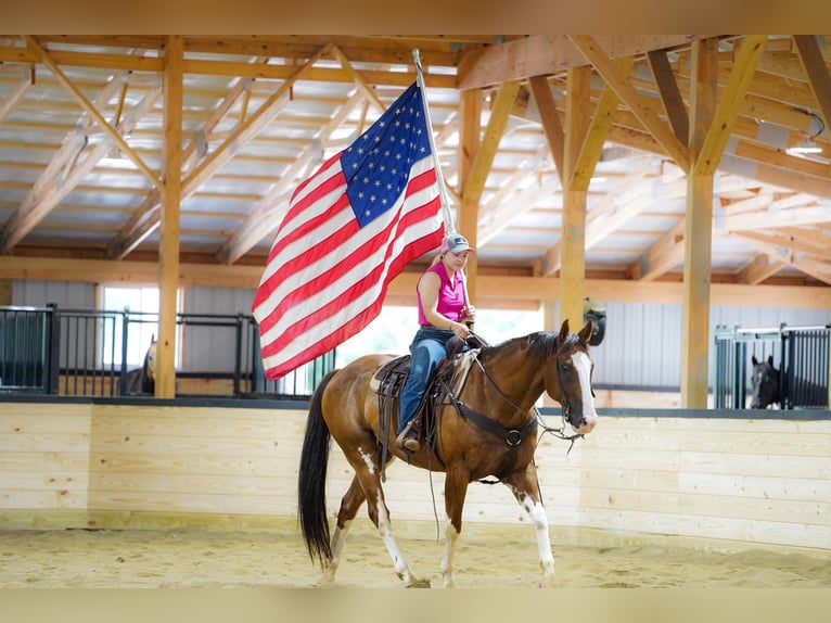 American Paint Horse Wałach 10 lat Srokata in Clarion