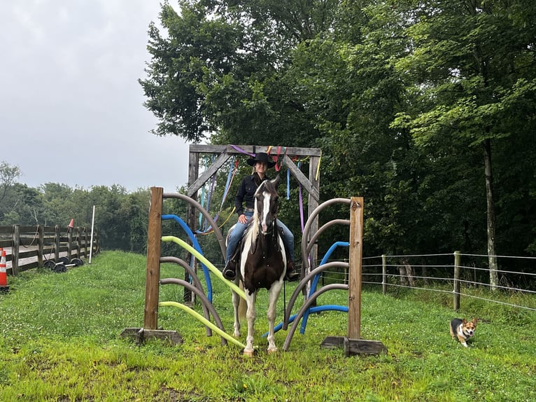 American Paint Horse Wałach 10 lat Srokata in Burgettstown