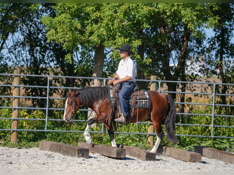 American Paint Horse Wałach 10 lat Tobiano wszelkich maści in Independence IA