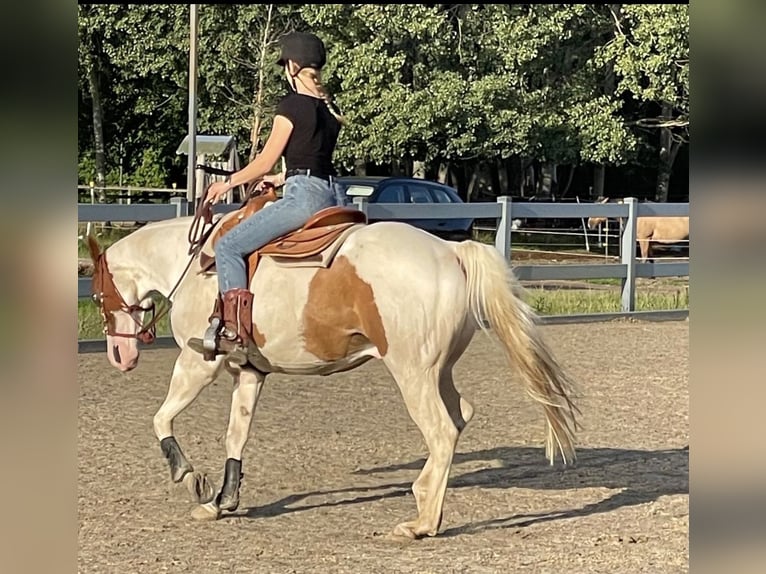 American Paint Horse Wałach 10 lat Tovero wszelkich maści in Gro&#xDF; Kienitz