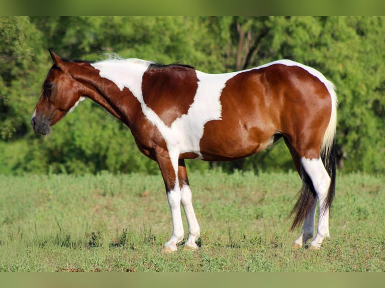 American Paint Horse Wałach 11 lat 137 cm Tobiano wszelkich maści in Stephenville TX