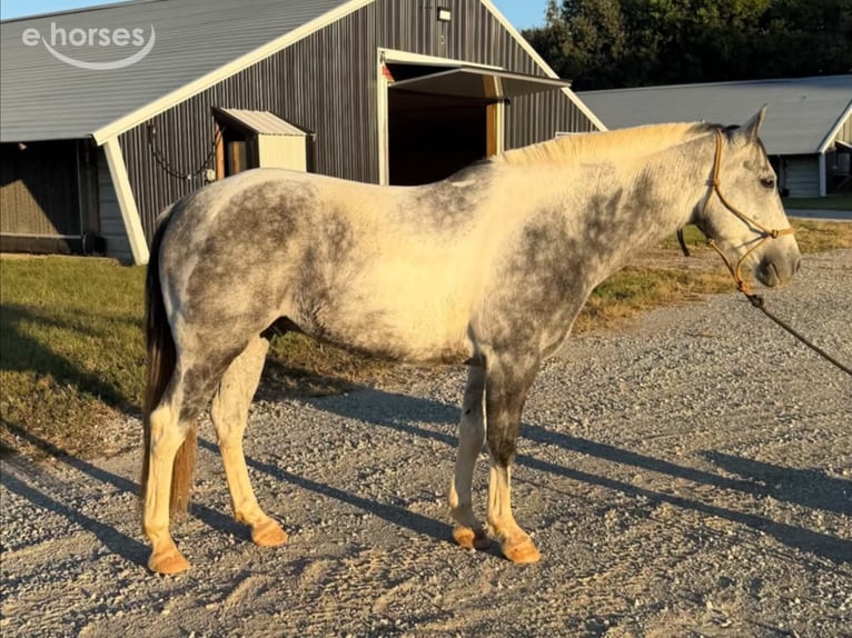 American Paint Horse Wałach 11 lat 142 cm Siwa in Sebree
