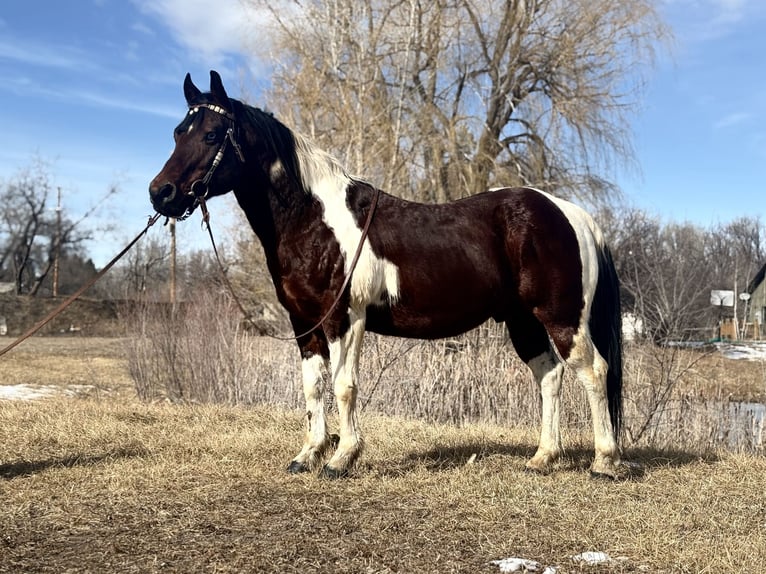 American Paint Horse Wałach 11 lat 142 cm Tobiano wszelkich maści in Fort Collins