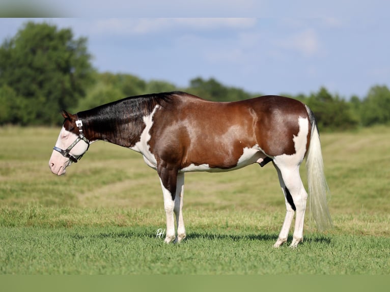 American Paint Horse Wałach 11 lat 152 cm Overo wszelkich maści in Buffalo, MO