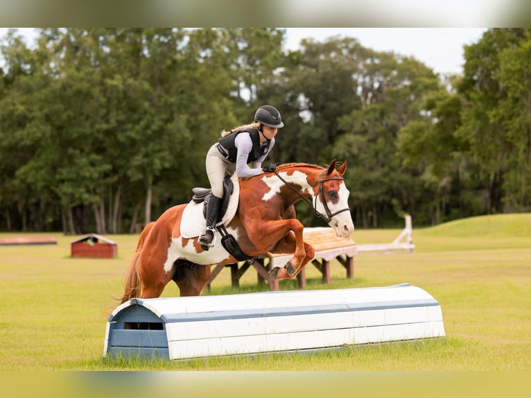 American Paint Horse Wałach 11 lat 152 cm Srokata in Ocala