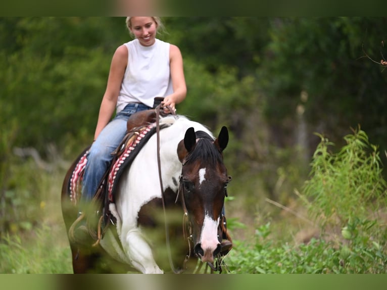 American Paint Horse Wałach 11 lat 152 cm Srokata in Waco