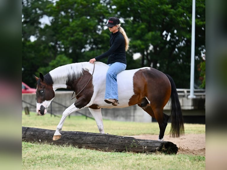American Paint Horse Wałach 11 lat 152 cm Srokata in Waco