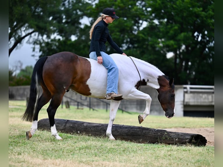 American Paint Horse Wałach 11 lat 152 cm Srokata in Waco
