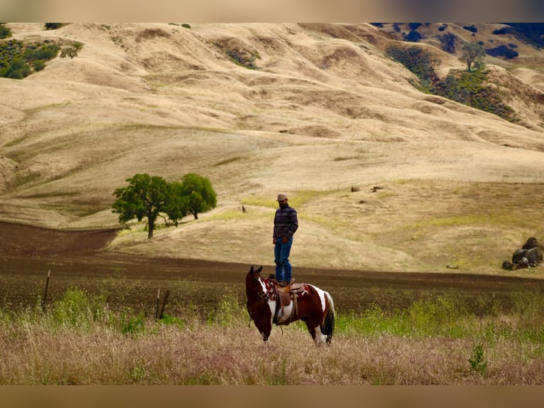 American Paint Horse Wałach 11 lat 152 cm Tobiano wszelkich maści in Tres Pinos