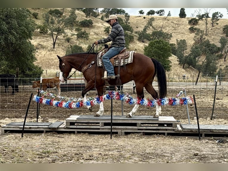 American Paint Horse Wałach 11 lat 152 cm Tobiano wszelkich maści in Tres Pinos