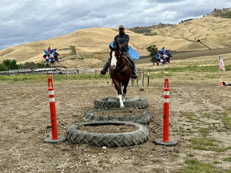 American Paint Horse Wałach 11 lat 152 cm Tobiano wszelkich maści in Tres Pinos
