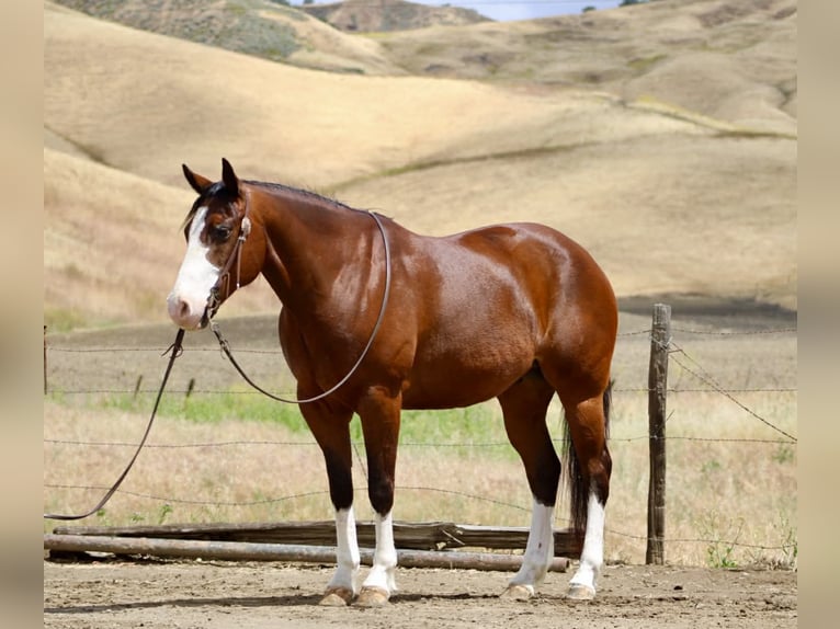 American Paint Horse Wałach 11 lat 152 cm Tobiano wszelkich maści in Tres Pinos