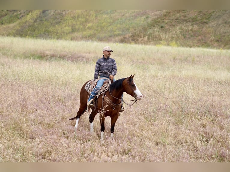 American Paint Horse Wałach 11 lat 152 cm Tobiano wszelkich maści in Tres Pinos