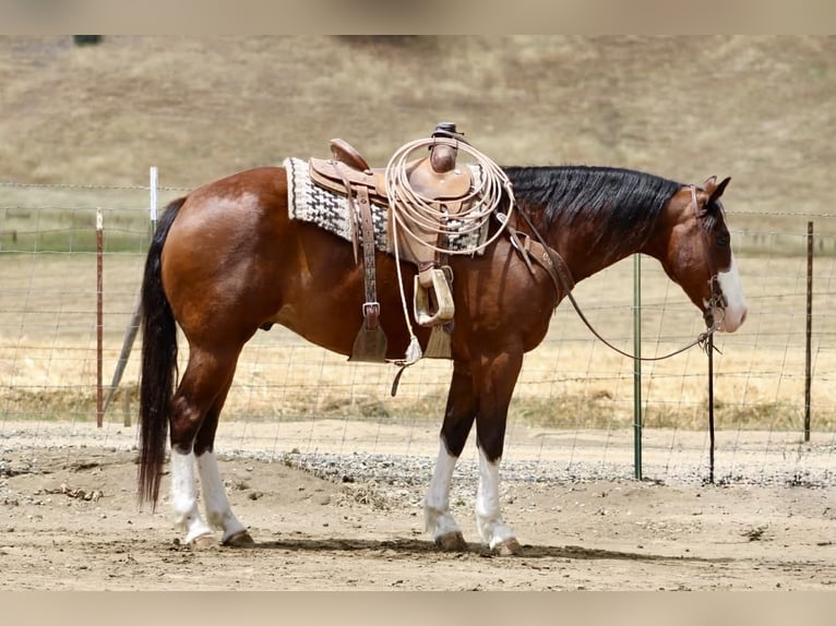 American Paint Horse Wałach 11 lat 152 cm Tobiano wszelkich maści in Tres Pinos