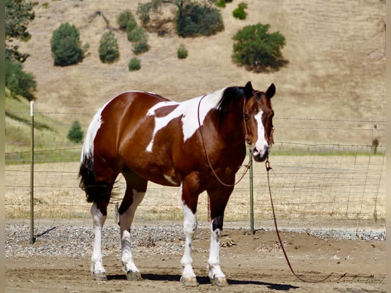 American Paint Horse Wałach 11 lat 152 cm Tobiano wszelkich maści in Tres Pinos