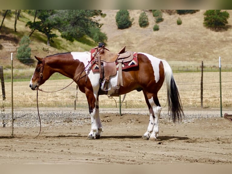 American Paint Horse Wałach 11 lat 152 cm Tobiano wszelkich maści in Tres Pinos