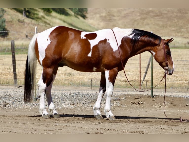 American Paint Horse Wałach 11 lat 152 cm Tobiano wszelkich maści in Tres Pinos